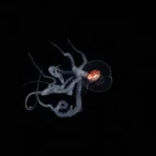 Juvenile wonderpus in Anilao, the Philippines.