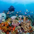 Coral reef in Anilao, the Philippines.