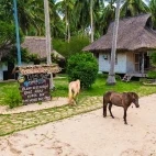 Horses on the beach at Ticao Island Resort in the Philippines