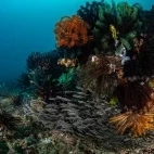 House reef in Ticao Island, the Philippines.