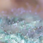 Coral in Ticao Island, the Philippines.