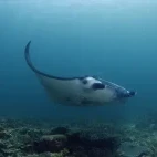 Manta ray in Ticao Island, the Philippines.