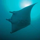 Manta ray in Ticao Island, the Philippines.