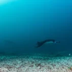 Manta ray in Ticao Island, the Philippines.