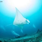 Manta ray in Ticao Island, the Philippines.