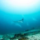 Manta ray in Ticao Island, the Philippines.