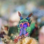 Nembrotha nudibranch in Ticao Island, the Philippines.