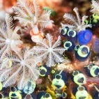 Soft corals in Ticao Island, the Philippines.