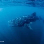 Whale shark in Ticao Island, the Philippines.