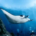 Manta ray in Tubbataha, the Philippines