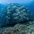 Schooling jacks in Tubbataha, the Philippines