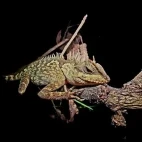 Night safari in Khao Sok National Park, Thailand