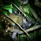 Night safari in Khao Sok National Park, Thailand