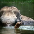 Phuket Elephant Sanctuary in Thailand