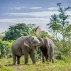 Phuket Elephant Sanctuary in Thailand