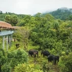 Phuket Elephant Sanctuary in Thailand