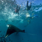 Snorkelling with manta rays from the Bugis Liveaboard in Indonesia. 