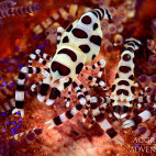 Coleman shrimp in Indonesia.