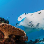 A manta in Indonesia.