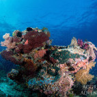 Coral bommie in Indonesia.
