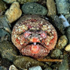 Crocadile snake eel in Indonesia.