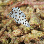 Juvenille barramundi in Indonesia. 
