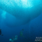 Shoaling fish in Indonesia.