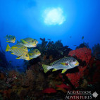 Underwater sweetlips in Indonesia.