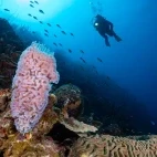 An azure vase sponge with diver swimming above, in Bonaire, Caribbean.