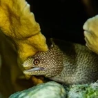 Goldentail moray eel in Bonaire.