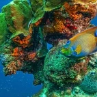 Green angelfish in Bonaire, ABC islands.