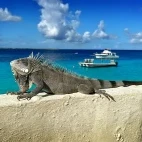 Iguana on a wall in Bonaire, ABC Islands.