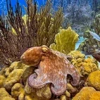 Reef octopus in Bonaire.