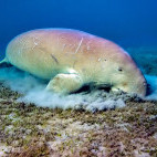 Dugong feeding in Marsa Alam, Egypt.