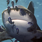 Oceanic Whitetip Shark in Marsa Alam, Egypt.