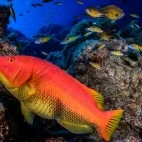 A barred hogfish. Haliotis Santa Maria Dive Centre