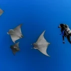 Diver with mobular rays in the Azores. Diving with Haliotis Santa Maria Dive Centre