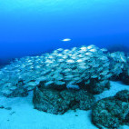 Schooling grunt fish in Lanzarote