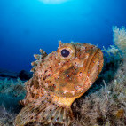 Scorpionfish in Lanzarote