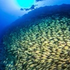 Shoal of blacktail snapper, in Fakarava, French Polynesia.
