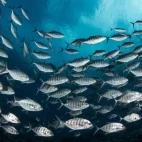 Blue trevally in Fakarava, French Polynesia.