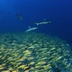 Grey reef shark in Fakarava, French Polynesia.