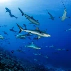 Grey reef sharks in Fakarava, French Polynesia.
