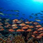 Humpback snappers in Fakarava, French Polynesia.