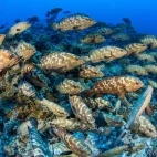 Shoal of marbled grouper in Fakarava, French Polynesia.