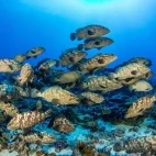 Marbled groupers in Fakarava, French Polynesia.