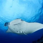 Reef manta, Fakarava Atoll, French Polynesia.
