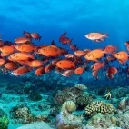 Shoal of bigeye snapper in the Maldives.