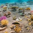 A coral restoration program in Baa Atoll, Maldives.