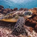 Green turtle in the Maldives.